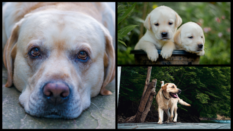 labrador