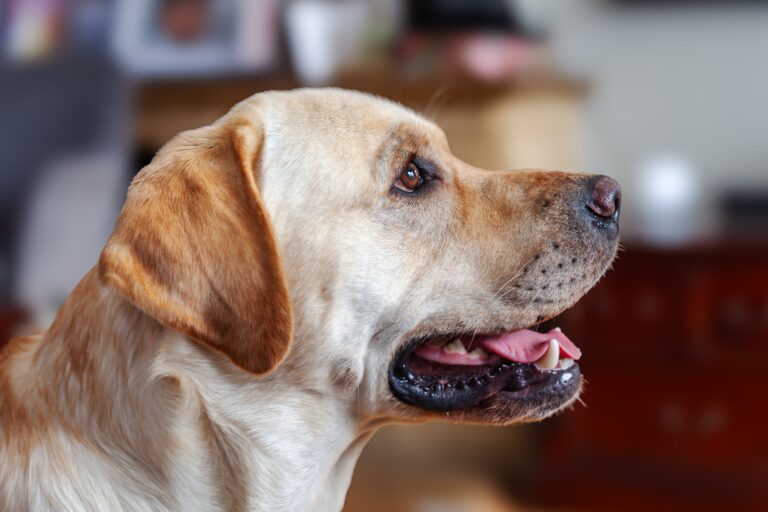Why the Labrador Retriever Remains the World’s Favorite Dog