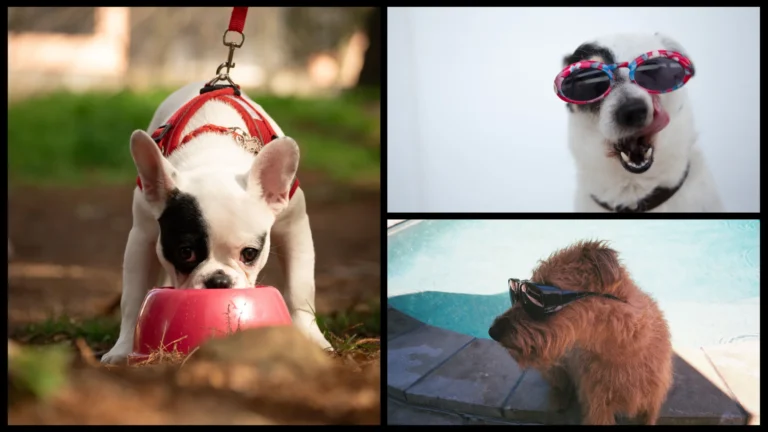  Keeping Cool: The Ultimate Summer Diet Guide for Your Dog