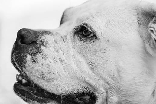 The American Bulldog: A Complete Guide to the Breed
