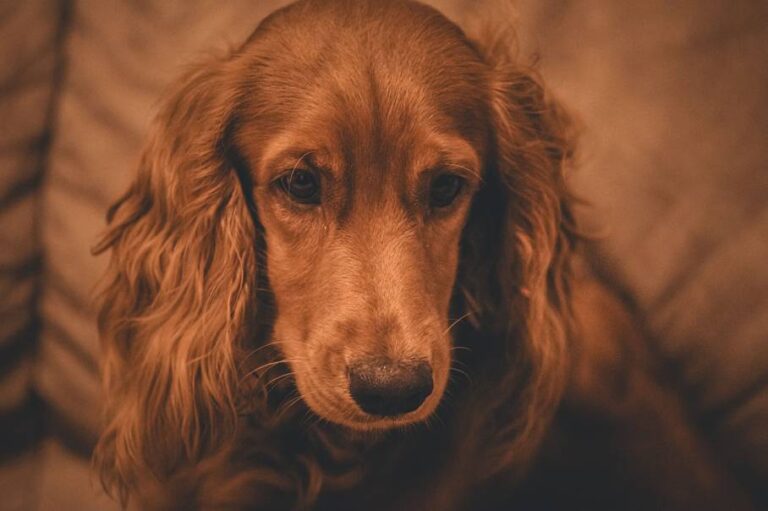 American Cocker Spaniel: The Gentle Companion with a Golden Heart