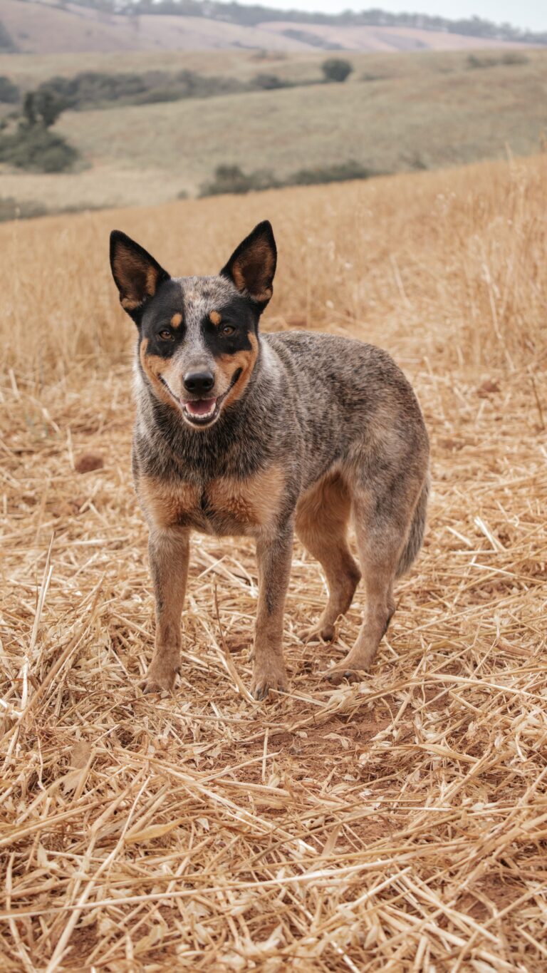 Australian Cattle Dog: The Complete Guide to the Blue Heeler / Red Heeler Breed