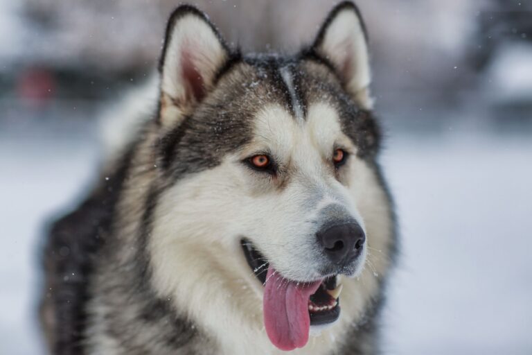 The Majestic Alaskan Malamute: A Complete Guide to This Arctic Giant