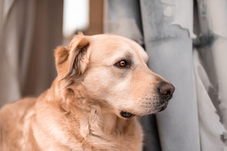 The Anatolian Shepherd Dog: Guardian of Flocks and Families